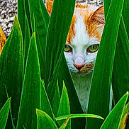 Zazu participe au concours pour gagner de l'argent avec cette photo : cat, orange_cat, white_cat, green_eyes, leaves, plants, nature, outdoor, closeup, animal, pet, curious, stalking, foliage, green, portrait, hidden, stealth, mammal, whiskers