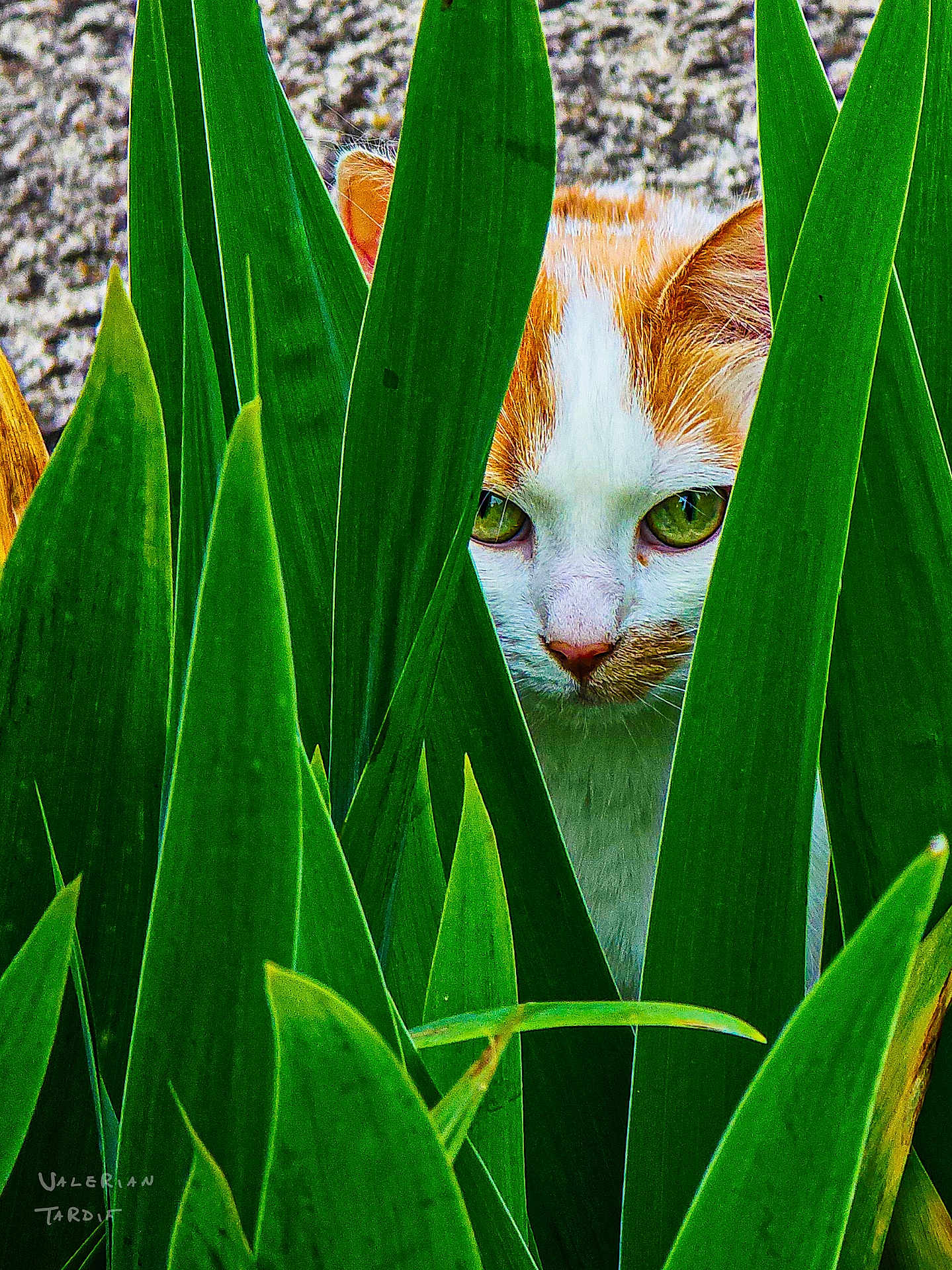Zazu participe au concours pour gagner de l'argent avec cette photo : cat, orange_cat, white_cat, green_eyes, leaves, plants, nature, outdoor, closeup, animal, pet, curious, stalking, foliage, green, portrait, hidden, stealth, mammal, whiskers