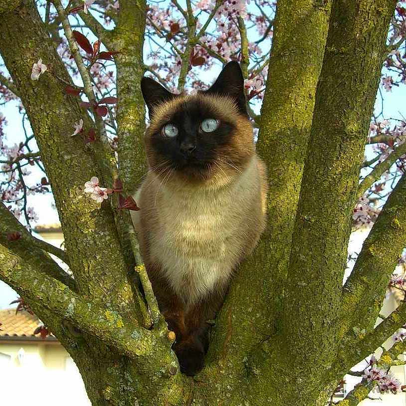 Pepette