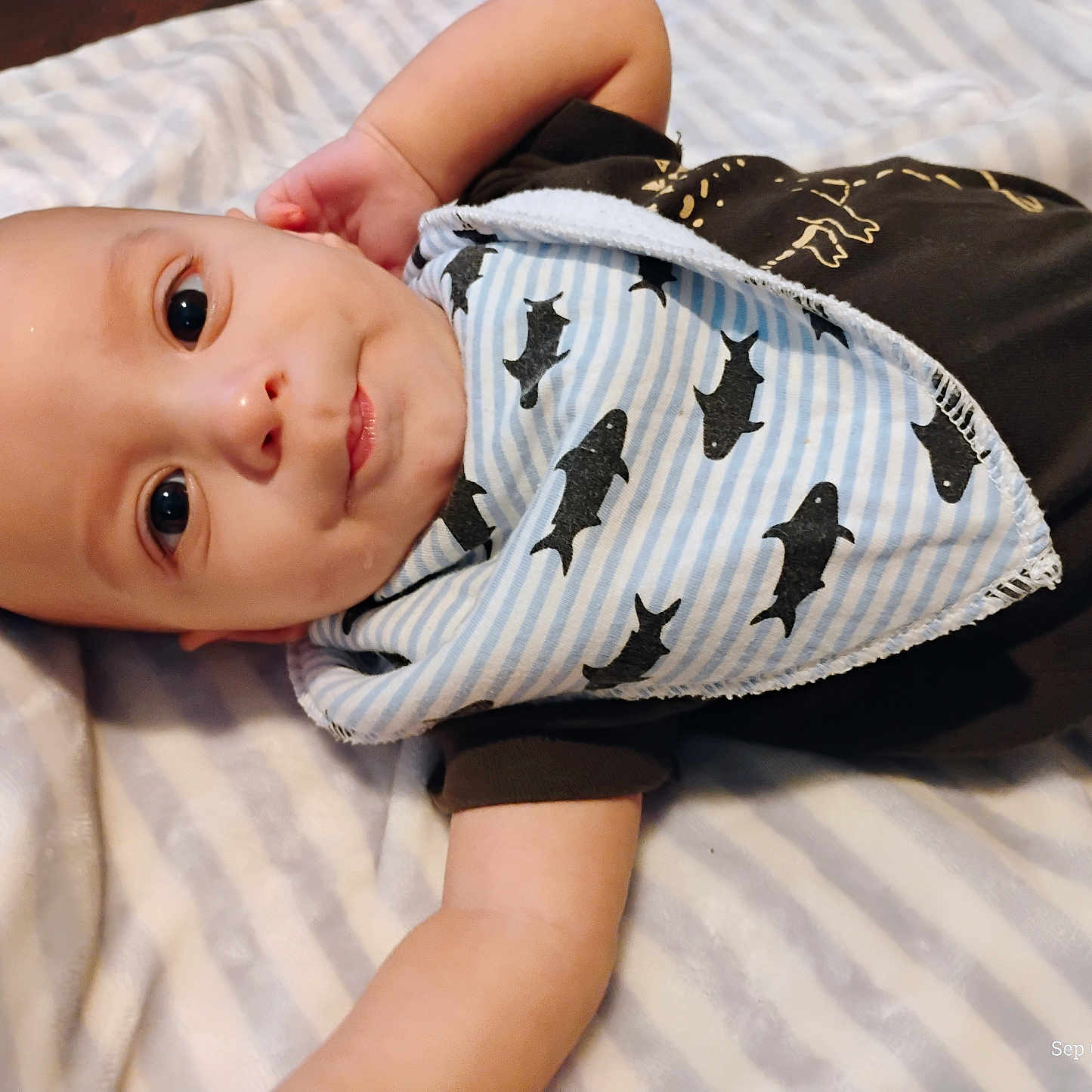 Sawyer