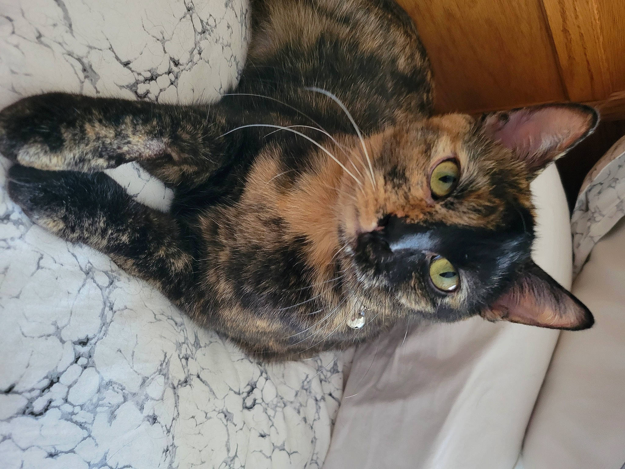 Calypso is registered to the contest to win money with this photo: carnivore, cat, claw, comfort, domestic_short_haired_cat, ear, felidae, fur, paw, small_to_medium_sized_cats, tail, whiskers