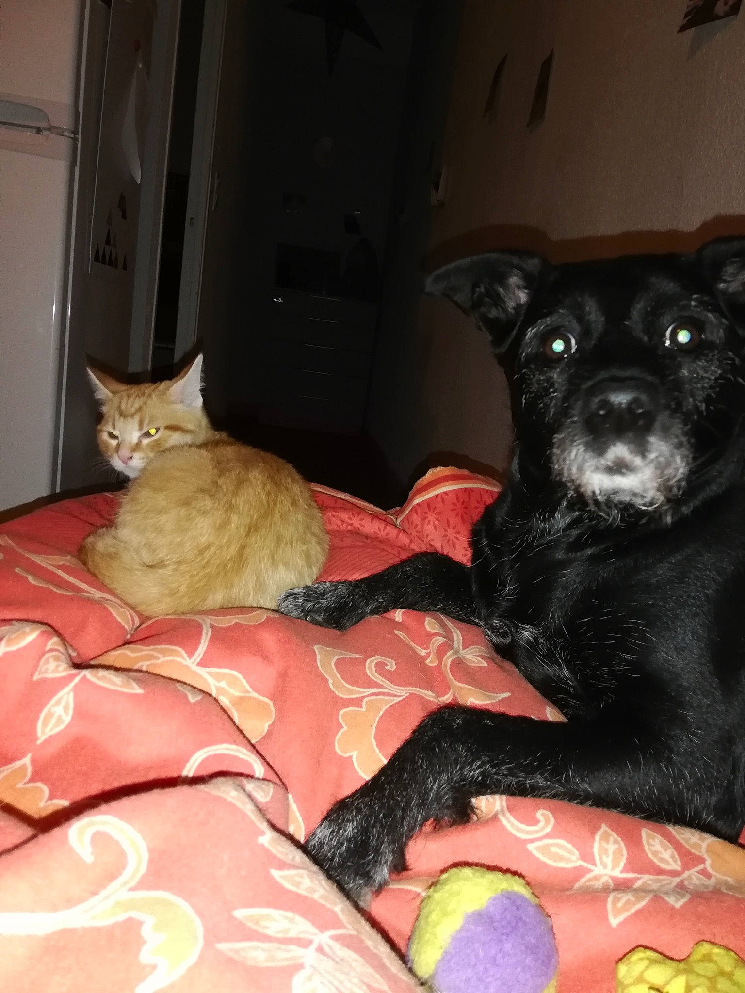 Axia a rejoint le concours — aidez-le/la à gagner de superbes lots ! asian, black_cat, canidae, carnivore, cat, dog, dog_breed, domestic_short_haired_cat, fawn, felidae, kitten, mammal, schipperke, small_to_medium_sized_cats, whiskers