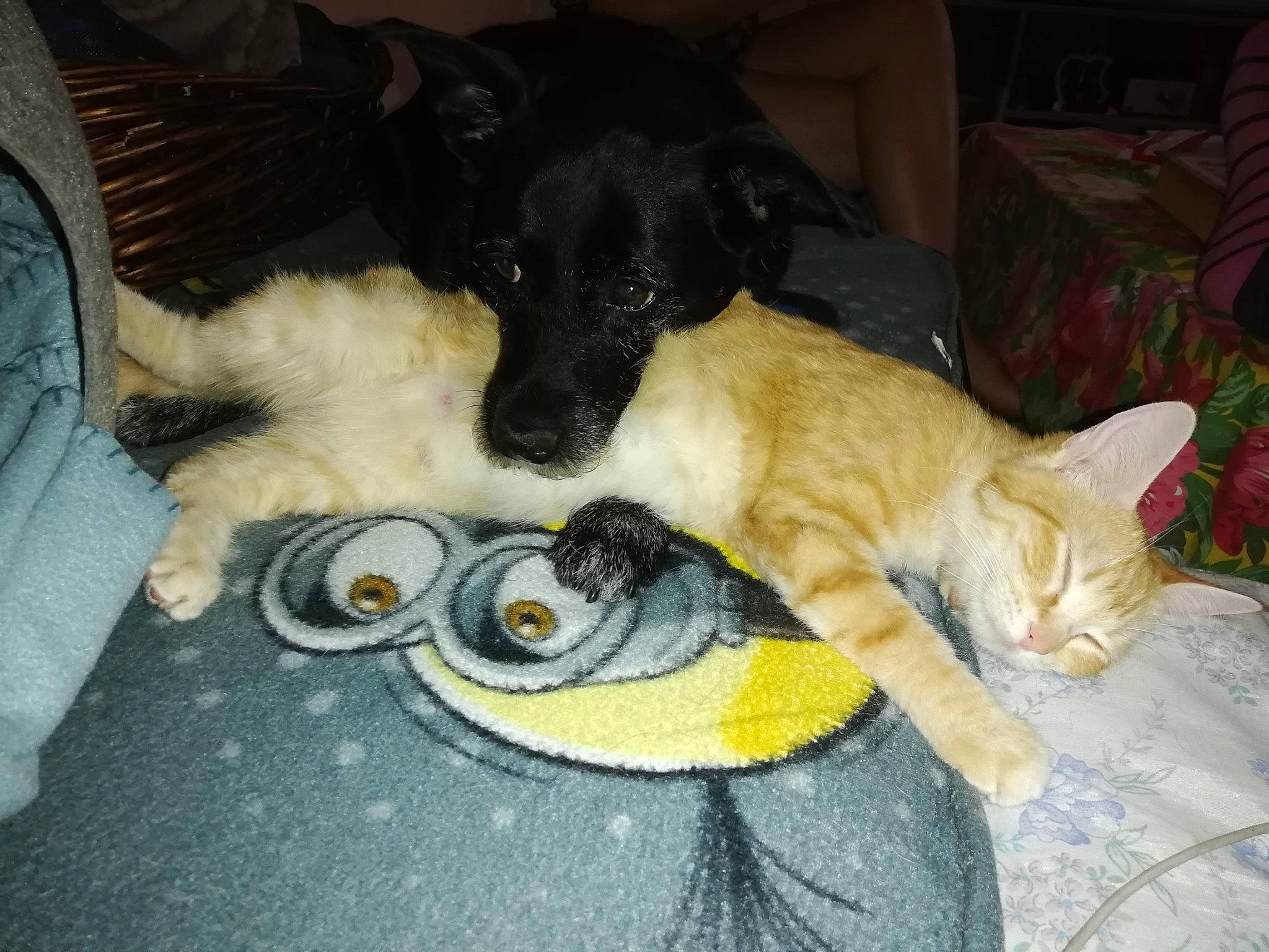 Axia participe au concours pour gagner de l'argent avec cette photo : canidae, carnivore, cat, companion_dog, dog, dog_breed, fawn, felidae, kitten, mammal, small_to_medium_sized_cats, sporting_group, whiskers