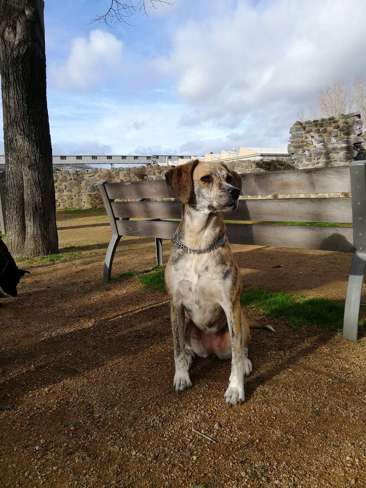 Mafalda participe au concours pour gagner de l'argent avec cette photo : canidae, carnivore, companion_dog, dog, dog_breed, fawn, hunting_dog, louisiana_catahoula_leopard_dog, mammal, pointer, sporting_group