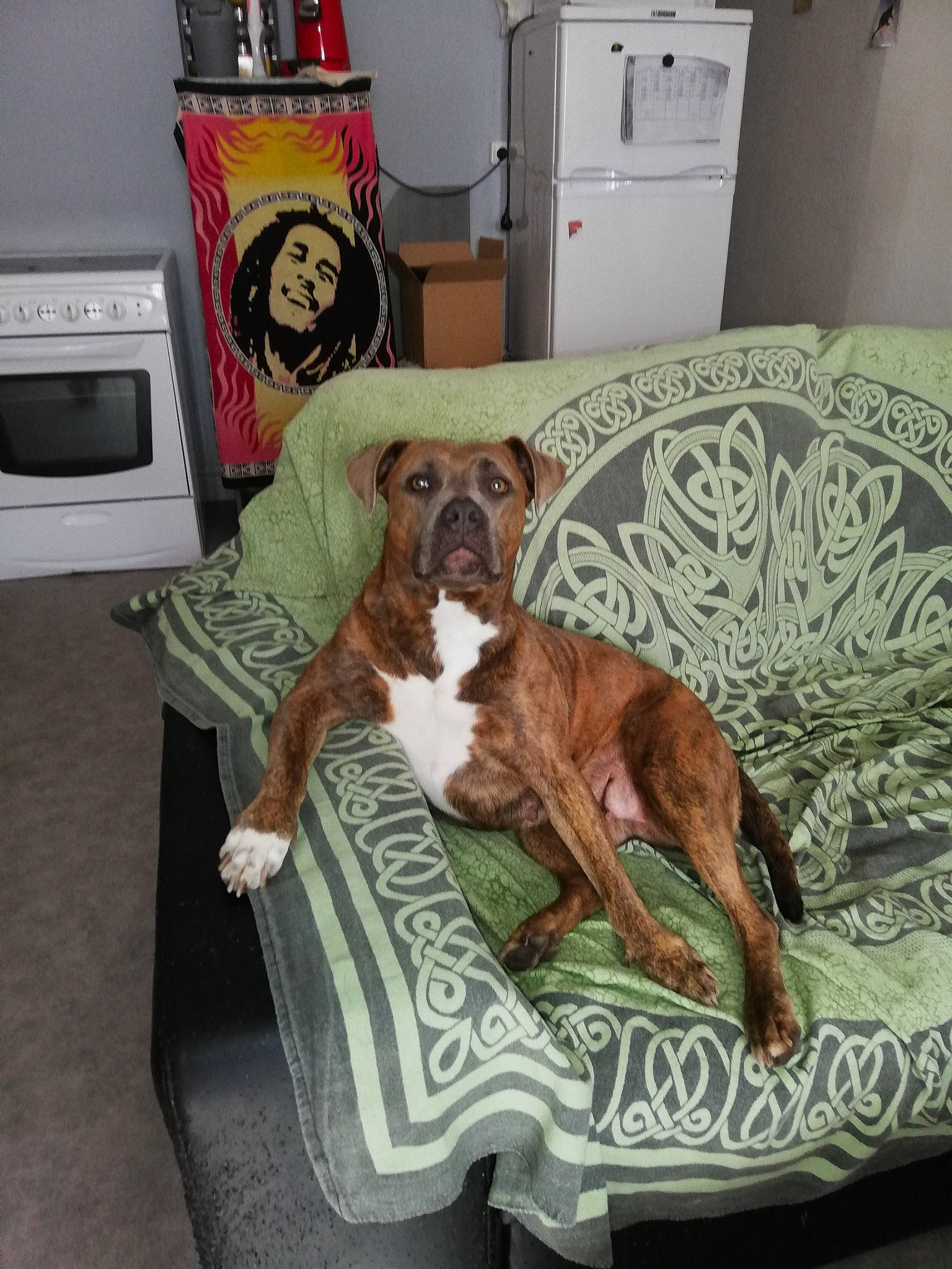 Nala a rejoint le concours — aidez-le/la à gagner de superbes lots ! american_bulldog, bed, boxer, canidae, carnivore, companion_dog, couch, dog, dog_breed, fawn, furniture, linens, non_sporting_group, old_english_bulldog, olde_english_bulldogge, table