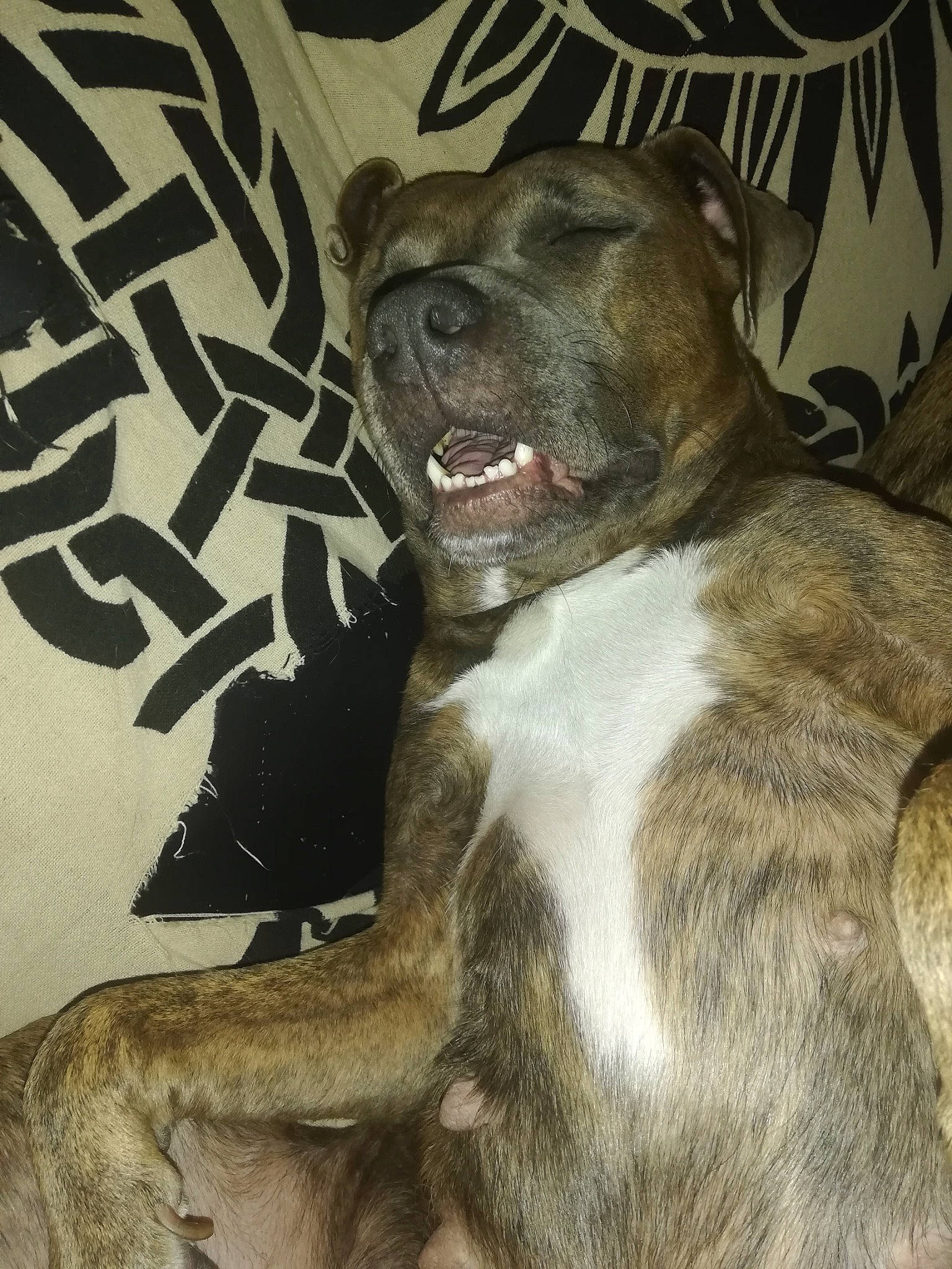 Nala a rejoint le concours — aidez-le/la à gagner de superbes lots ! alaunt, american_pit_bull_terrier, american_staffordshire_terrier, bandog, bully_kutta, canidae, carnivore, cimarron_uruguayo, dog, dog_breed, fawn, guard_dog, mammal, mountain_cur, non_sporting_group, perro_de_presa_canario, pit_bull, snout, vertebrate