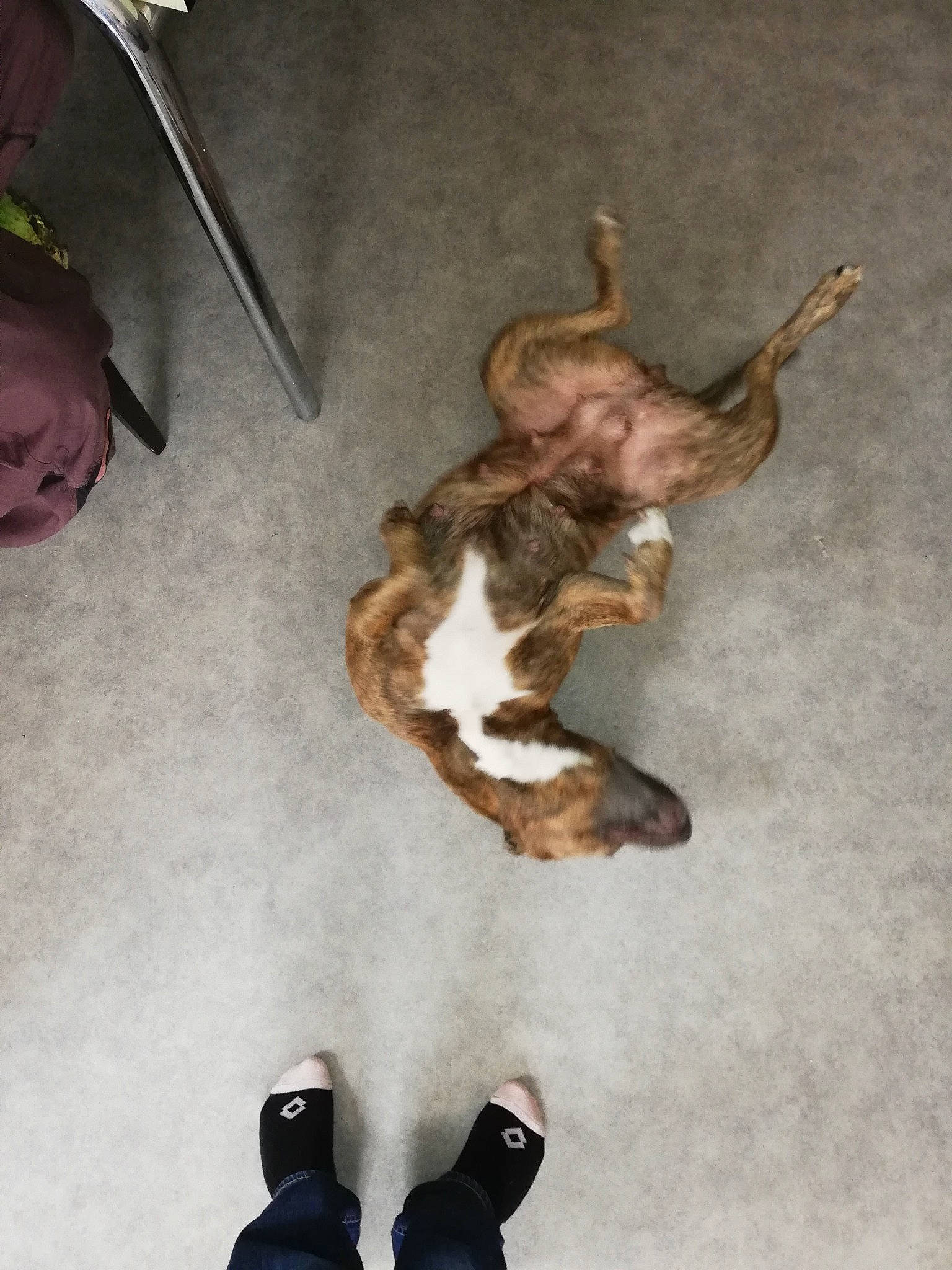 Nala participe au concours pour gagner de l'argent avec cette photo : american_pit_bull_terrier, boxer, canidae, carnivore, dog, dog_breed, fawn, non_sporting_group, puppy