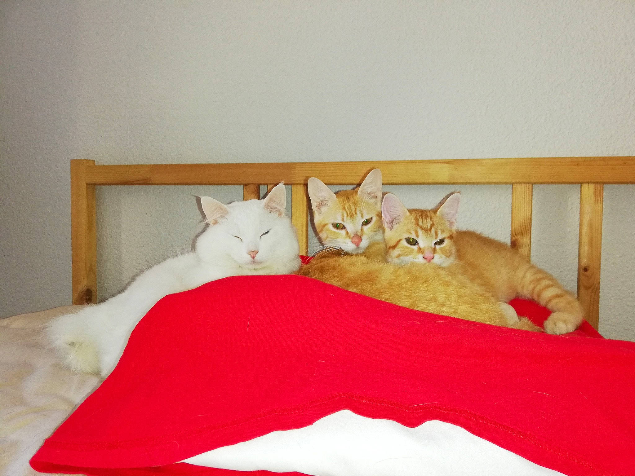 Ninou Clochette Nougat