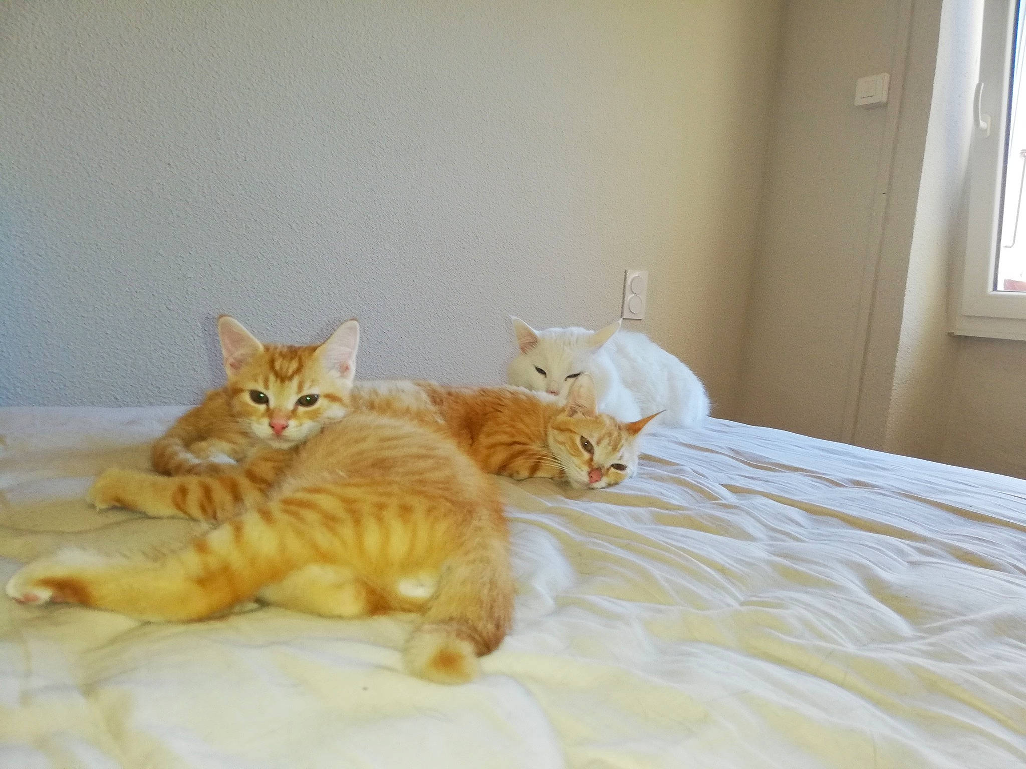 Ninou Clochette Nougat a rejoint le concours — aidez-le/la à gagner de superbes lots ! asian, bed, carnivore, cat, domestic_short_haired_cat, european_shorthair, fawn, felidae, fur, kitten, maine_coon, mammal, paw, polydactyl_cat, small_to_medium_sized_cats, tabby_cat, tail, whiskers