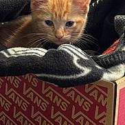 Crush joined the competition — help win amazing prizes! blanket, box, cardboard_box, carpet, cat, closeup, cozy, cute, ears, eyes, feline, fur, indoor, kitten, orange_cat, pet, resting, small_animal, soft_texture, whiskers