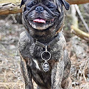 Beefy is registered to the contest to win money with this photo: dog, brindle, collar, tag, tongue_out, outdoor, forest, log, animal, pet, canine, happy, smiling, nature, fur, paw, closeup, playful, wood, tree