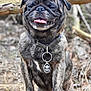 dog, brindle, collar, tag, tongue_out, outdoor, forest, log, animal, pet, canine, happy, smiling, nature, fur, paw, closeup, playful, wood, tree