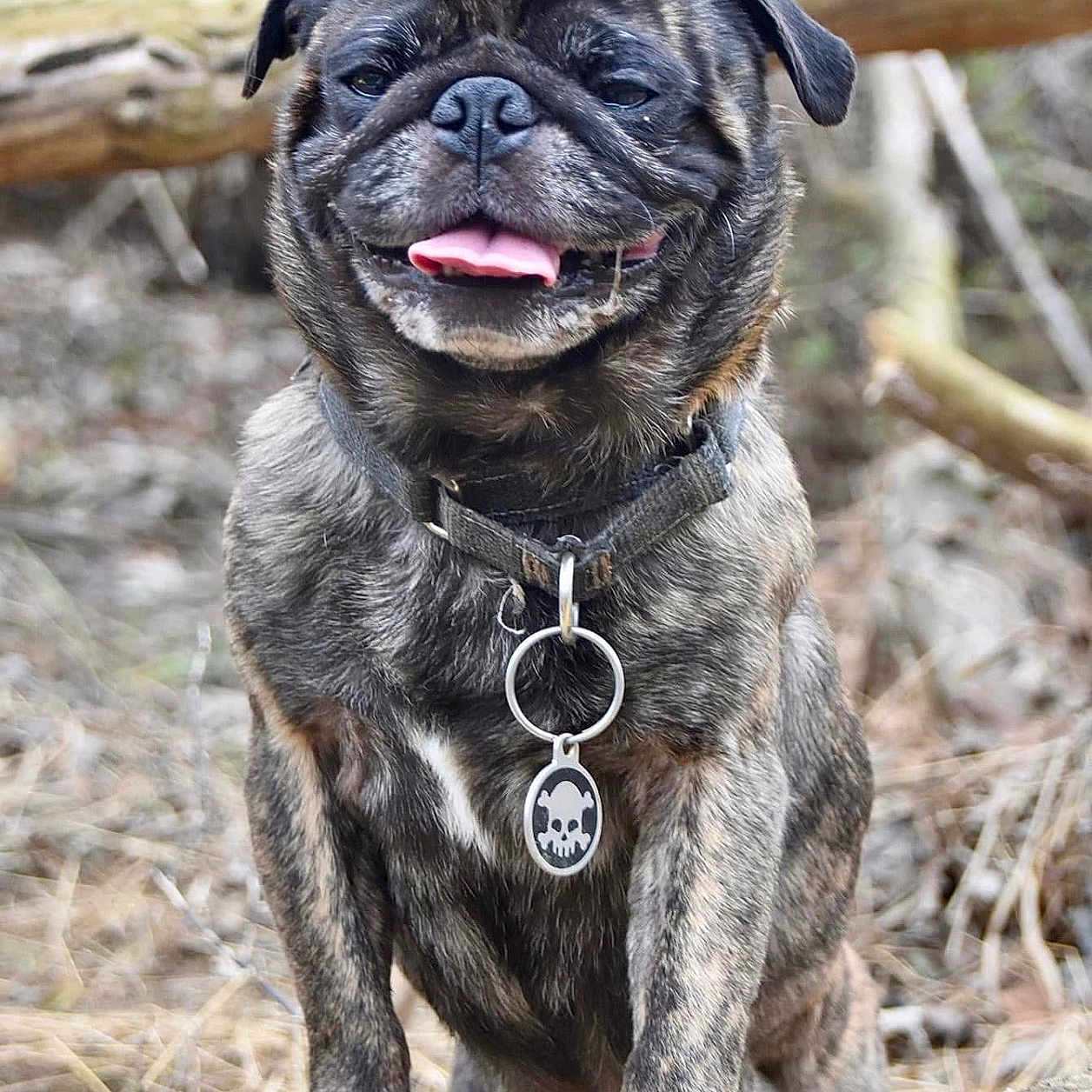 Beefy is registered to the contest to win money with this photo: animal, brindle, canine, closeup, collar, dog, forest, fur, happy, log, nature, outdoor, paw, pet, playful, smiling, tag, tongue_out, tree, wood