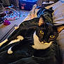 Bella is registered to the contest to win money with this photo: black_and_white_cat, blanket, carpet, cat, couch, cozy, furniture, home, indoor, legs, living_room, person, pet, playful, relaxation, socks, soft_lighting, television, toy, tuxedo_cat