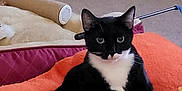 Bella joined the competition — help win amazing prizes! alert, animal, black_and_white, carpet, cat, cozy, cute, ears, feline, furniture, home, indoor, looking_at_camera, orange_blanket, paw, pet, relaxed, sitting, tuxedo_cat, whiskers