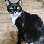 Bella is registered to the contest to win money with this photo: alert, animal, black_and_white, carpet, cat, close_up, curious, domestic_cat, feline, fur, green_eyes, house, indoor, looking, paw, pet, portrait, sitting, stairs, whiskers