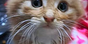 Samson joined the competition — help win amazing prizes! kitten, cat, close_up, fluffy, orange_cat, white_fur, whiskers, curious_eyes, pet_food, blanket, indoor, cute, animal, feline, young_cat, soft_fur, domestic_cat, small_animal, fuzzy, pink