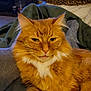 Samson is registered to the contest to win money with this photo: cat, orange_cat, white_fur, fluffy, pet, indoor, blanket, cozy, relaxed, fur, whiskers, animal, mammal, cute, domestic_cat, resting, paw, face, ears, home