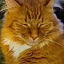 Samson is registered to the contest to win money with this photo: cat, orange_cat, fluffy, sleeping, pet, whiskers, closeup, feline, cozy, resting, cute, domestic_cat, fur, animal, mammal, relaxation, indoor, portrait, cute_animal, peaceful