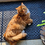 Samson is registered to the contest to win money with this photo: cat, orange_tabby, fluffy_fur, white_paws, indoor, sunlight, mat, floor_tile, door, glass_door, plant, relaxed, curious, pet, animal, feline, domestic_cat, resting, looking_up, cozy