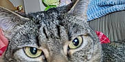 Penelope is registered to the contest to win money with this photo: cat, tabby, close_up, indoor, pet, feline, whiskers, eyes, blanket, plush_toy, frog_toy, gnome_hat, furniture, houseplant, cozy, living_room, relaxed, animal, cute, domestic