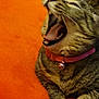 Penelope is registered to the contest to win money with this photo: cat, tabby, yawning, pet, collar, bell, orange_blanket, feline, whiskers, paw, fur, closeup, indoor, cute, animal, domestic_cat, relaxed, sleepy, resting, mammal
