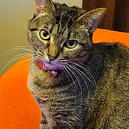 Penelope joined the competition — help win amazing prizes! cat, tabby, yellow_eyes, collar, bell, pet, indoor, orange_background, fur, whiskers, cute, domestic_animal, animal, portrait, sitting, curious, feline, closeup, striped, mammal