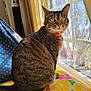 Penelope joined the competition — help win amazing prizes! cat, tabby, yellow_eyes, pink_collar, window, curtains, cushion, citrus_pattern, indoor, natural_light, sitting, looking_outside, feline, whiskers, pet, domestic_animal, home, daylight, fur, relaxed