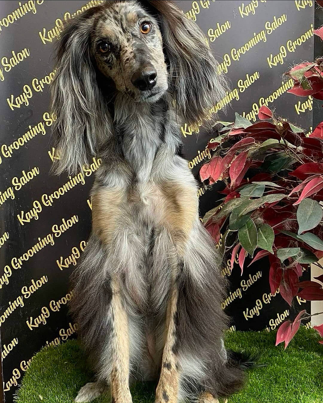 Maggie-ann joined the competition — help win amazing prizes! canidae, carnivore, companion_dog, dog, dog_breed, dog_supply, event, font, fur, giant_dog_breed, grass, liver, nature, organism, photo_caption, snout, sporting_group, tail, terrestrial_animal, working_animal