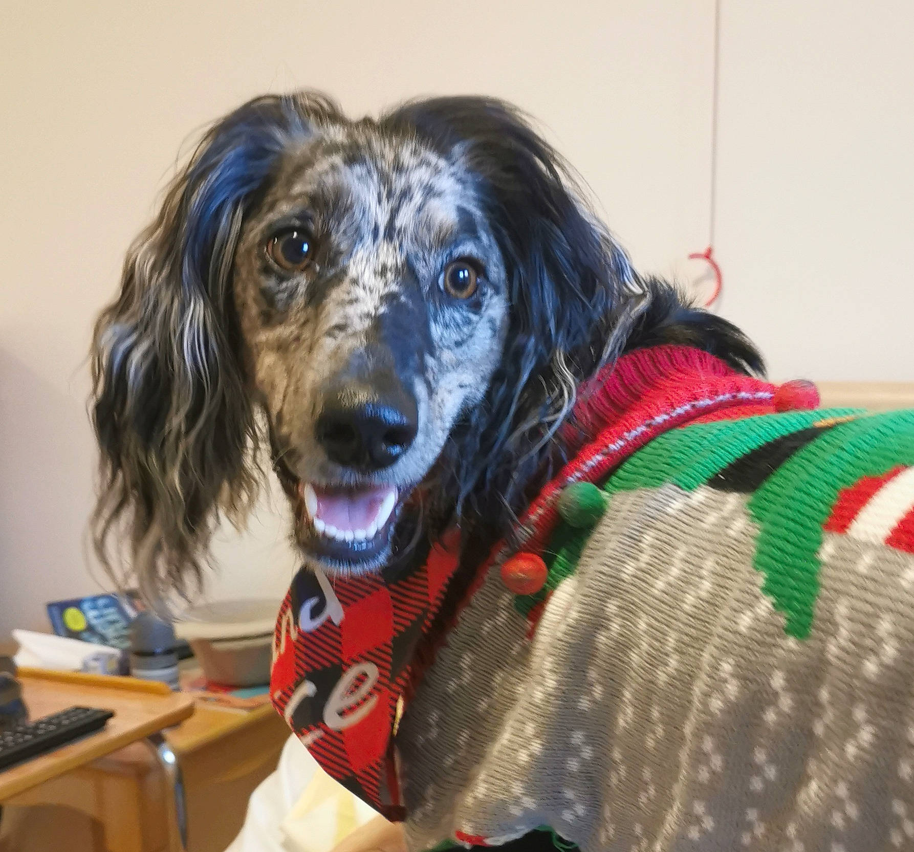 Maggie-ann is registered to the contest to win money with this photo: canidae, carnivore, chair, collar, companion_dog, computer_keyboard, desk, dog, dog_breed, dog_collar, dog_supply, fur, office_supplies, personal_protective_equipment, retriever, snout, spaniel, sporting_group, whiskers, working_dog