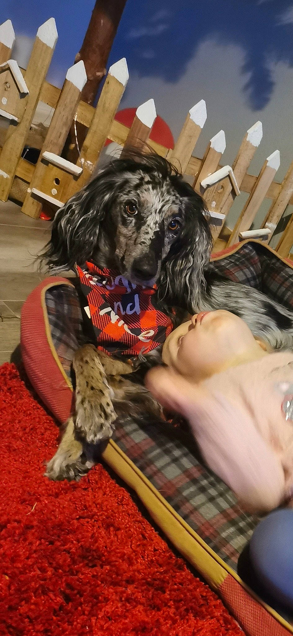 Maggie-ann joined the competition — help win amazing prizes! art, big_cats, canidae, carnivore, companion_dog, costume, dog, dog_breed, fang, felidae, fictional_character, flooring, fun, fur, pattern, plaid, sporting_group, tartan, toy, wood