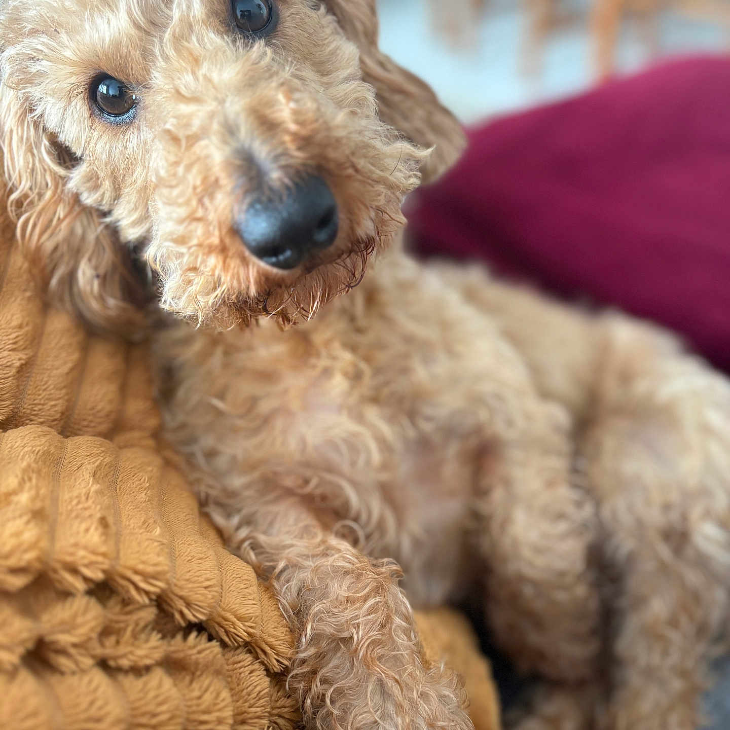 Albert
