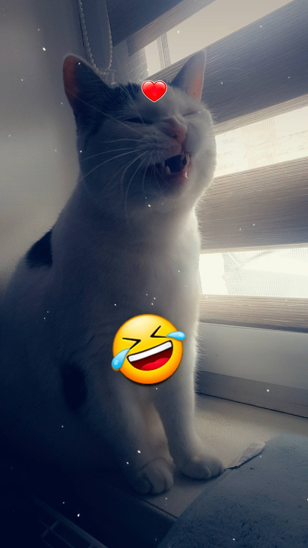 Cali participe au concours pour gagner de l'argent avec cette photo : art, carmine, carnivore, cat, domestic_short_haired_cat, felidae, fictional_character, fur, glass, grey, personal_protective_equipment, recreation, small_to_medium_sized_cats, snout, still_life_photography, tail, toy, visual_arts, water, whiskers