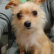 Muffin is registered to the contest to win money with this photo: adorable, big_eyes, bow, close_up, collar, dog, grey_sweater, hair_bow, human_arm, indoor, nose, pet, portrait, power_outlet, puppy, scruffy, sitting, small_dog, tan_fur, white_fur