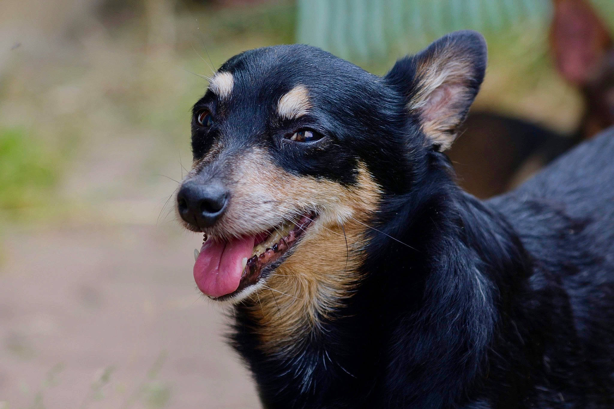 Simba participe au concours pour gagner de l'argent avec cette photo : australian_cattle_dog, canidae, carnivore, collar, companion_dog, dog, dog_breed, dog_collar, fur, grass, guard_dog, herding_dog, paw, snout, sporting_group, terrestrial_animal, whiskers, working_animal, working_dog