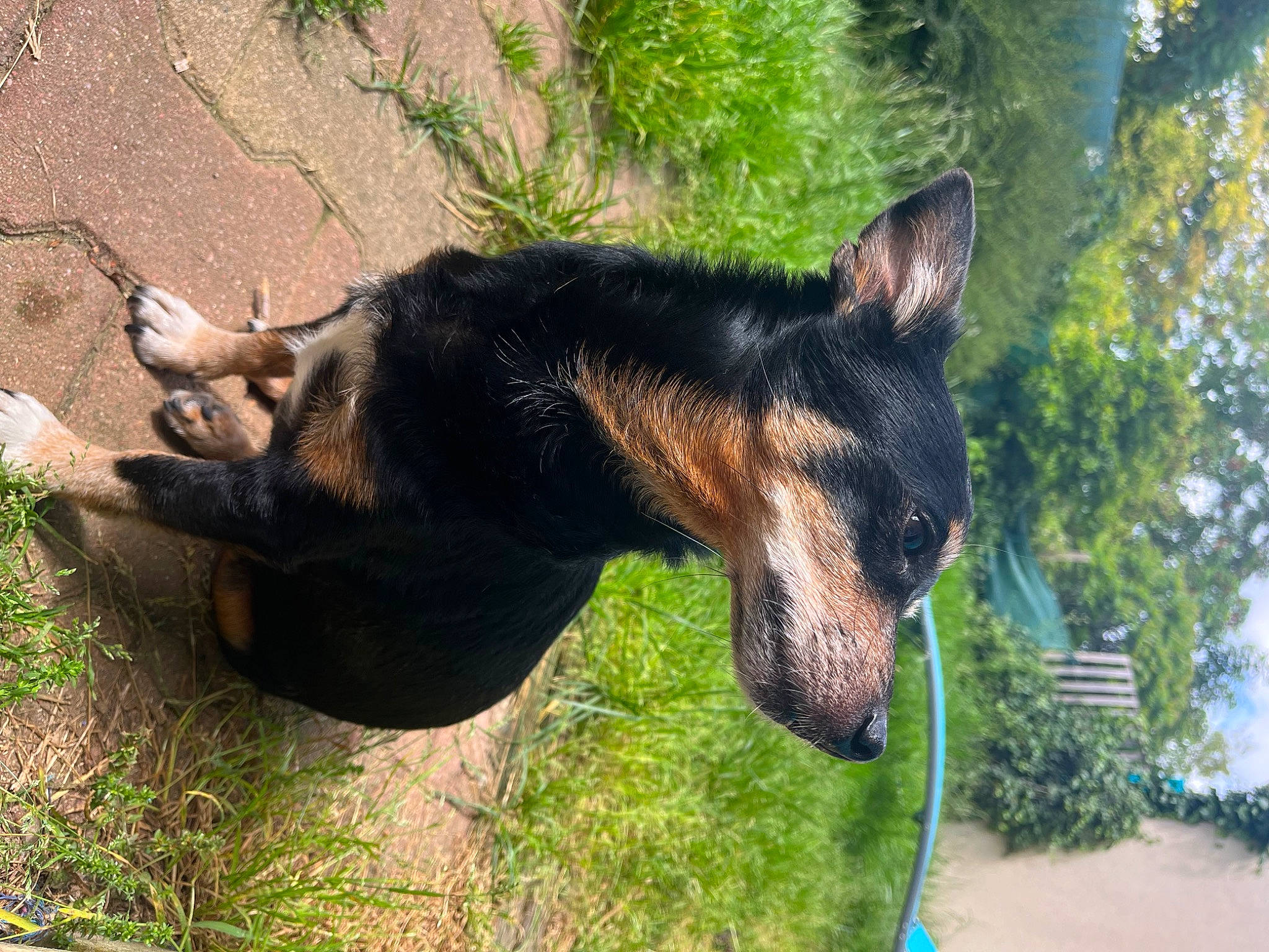 Simba participe au concours pour gagner de l'argent avec cette photo : canidae, carnivore, collar, companion_dog, dobermann, dog, dog_breed, fawn, grass, guard_dog, herding_dog, pinscher, plant, snout, sporting_group, terrestrial_animal, tree, window, working_animal, working_dog