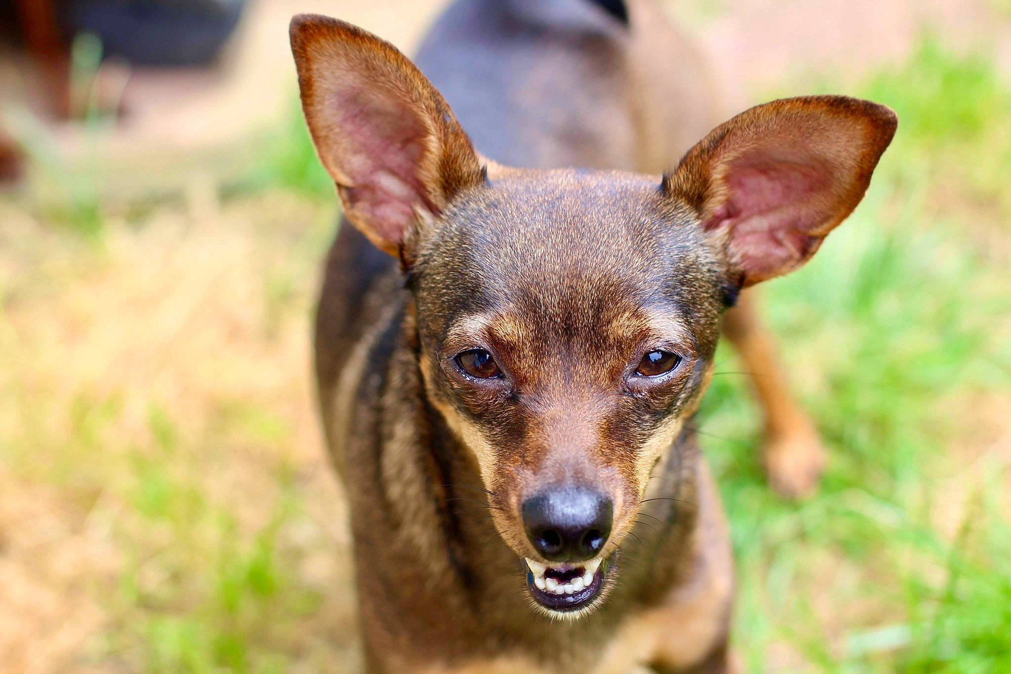 Stella a rejoint le concours — aidez-le/la à gagner de superbes lots ! canidae, carnivore, dog, dog_breed, fawn, grass, plant, sporting_group, terrestrial_animal, terrestrial_plant, toy_dog, whiskers, wildlife