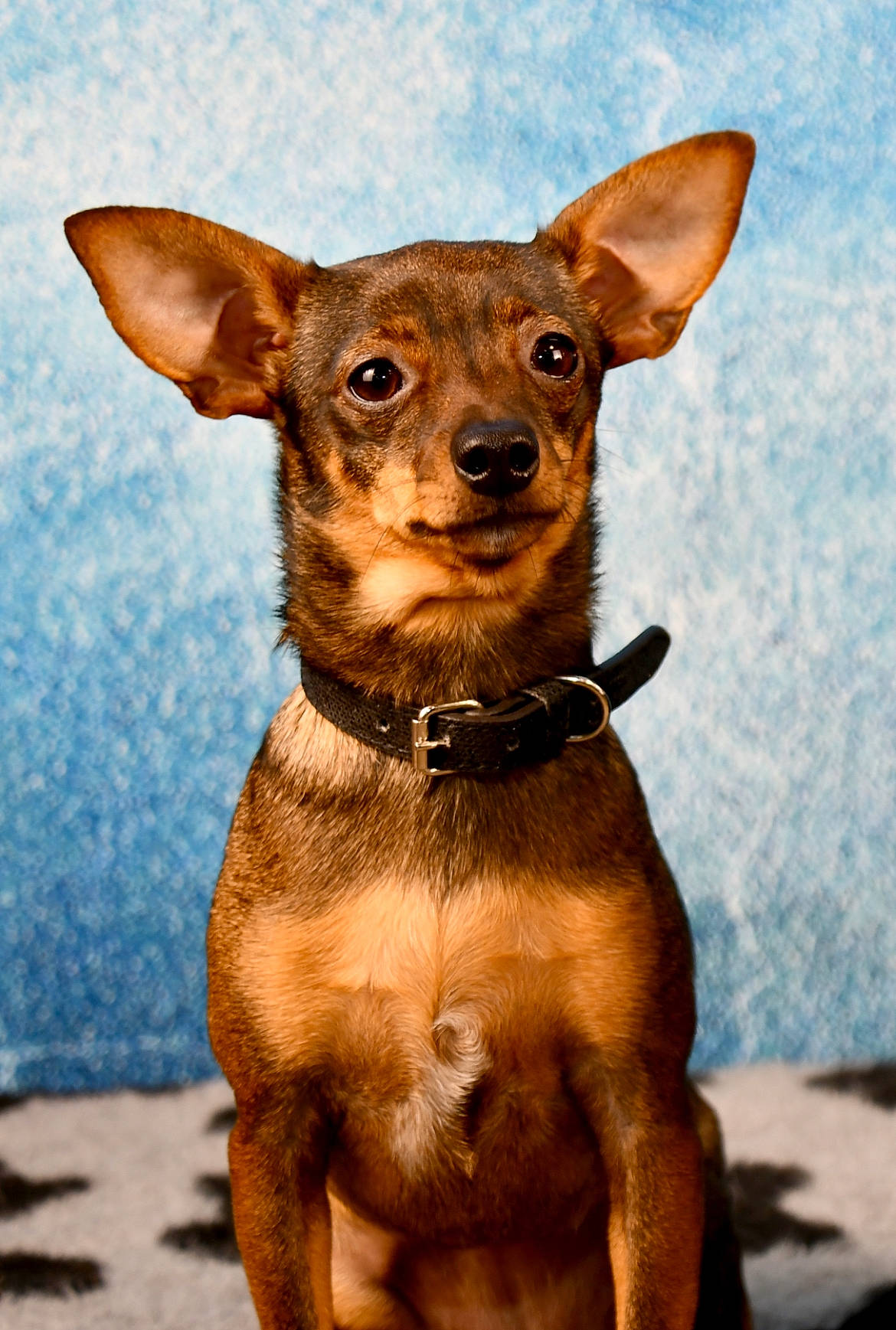 Stella participe au concours pour gagner de l'argent avec cette photo : canidae, carnivore, chihuahua, collar, companion_dog, dog, dog_breed, dog_collar, fawn, fur, liver, prazsky_krysarik, puppy, russkiy_toy, snout, sporting_group, terrestrial_animal, toy_dog, whiskers, working_animal