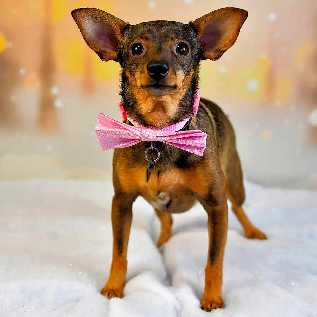 Stella a rejoint le concours — aidez-le/la à gagner de superbes lots ! accessories, animal, canine, chihuahua, deer, dog, envelope, flower, formalwear, greetingcard, hound, leash, mail, pet, plant, puppy, snout, strap, tie, whitedog