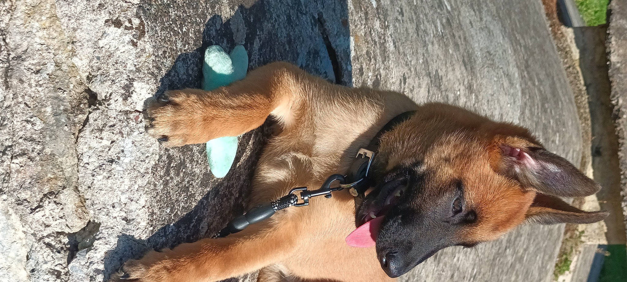 Alpha a rejoint le concours — aidez-le/la à gagner de superbes lots ! canidae, carnivore, collar, companion_dog, dog, dog_breed, dog_collar, dog_supply, fawn, liver, paw, pet_supply, snout, sporting_group, terrestrial_animal, wildlife, working_animal, working_dog