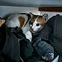 Chanel participe au concours pour gagner de l'argent avec cette photo : cat, calico, clothes, drawer, cozy, indoor, pet, feline, curious, resting, white, orange, black, soft_light, domestic, close_up, fur, animal, hidden, socks