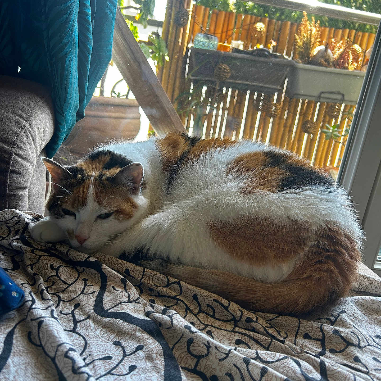 Chanel a rejoint le concours — aidez-le/la à gagner de superbes lots ! balcony, blanket, calico, cat, cozy, curtain, domestic, fur, furniture, home, indoor, nature, patterned, pet, plants, relaxing, resting, sleeping, sunlight, window