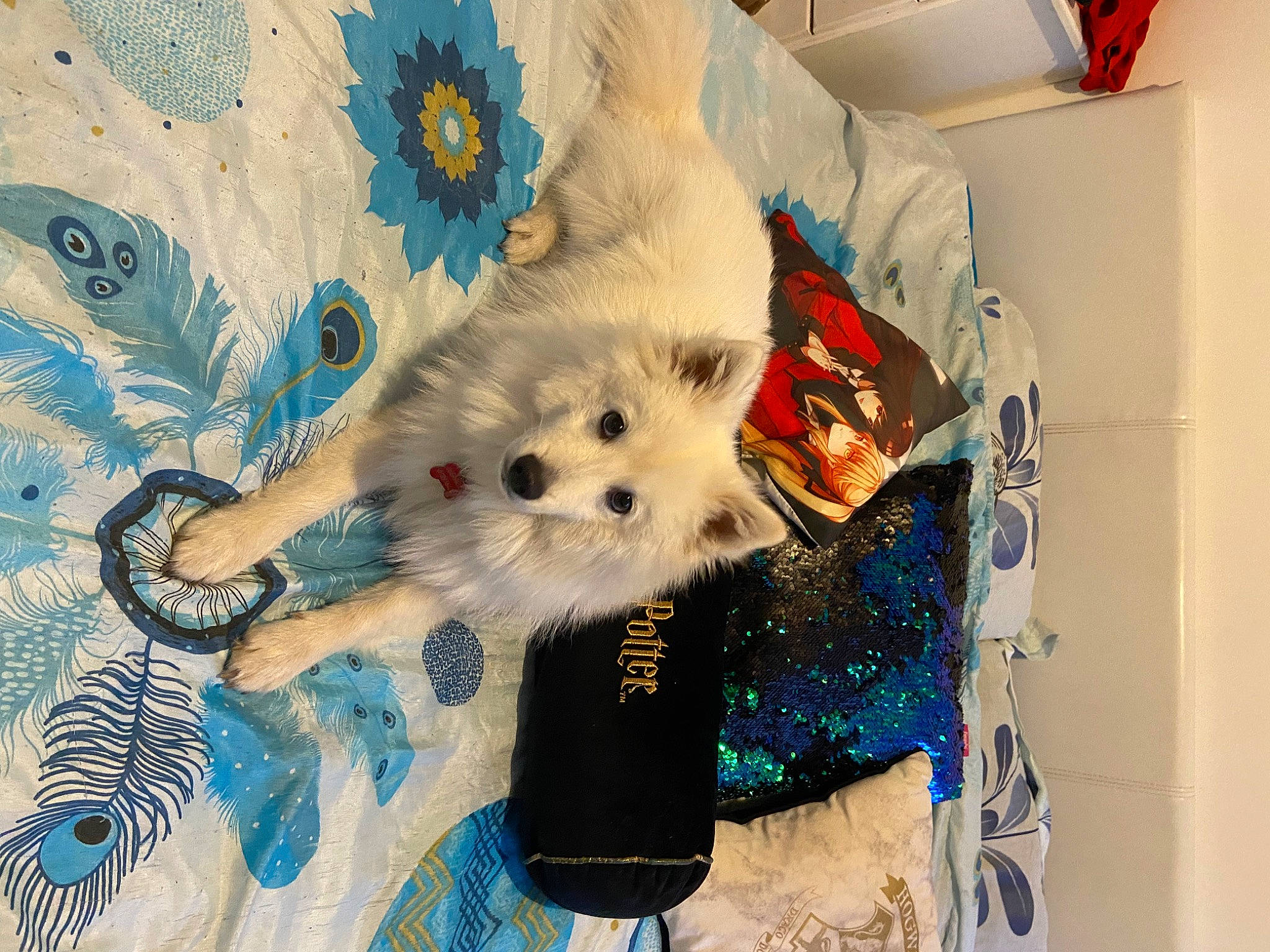 Uaïko a rejoint le concours — aidez-le/la à gagner de superbes lots ! art, canidae, carnivore, companion_dog, dog, dog_breed, event, feather, felidae, fur, paint, pattern, room, small_to_medium_sized_cats, sporting_group, stuffed_toy, textile, toy_dog, visual_arts, whiskers