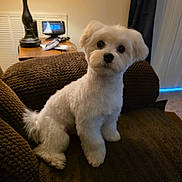 Jackson joined the competition — help win amazing prizes! alarm_clock, blanket, brown_couch, couch, curtain, cute, dog, fluffy, fur, indoor, lamp, living_room, looking_at_camera, nightstand, paw, pet, portrait, sitting, small_dog, white_dog