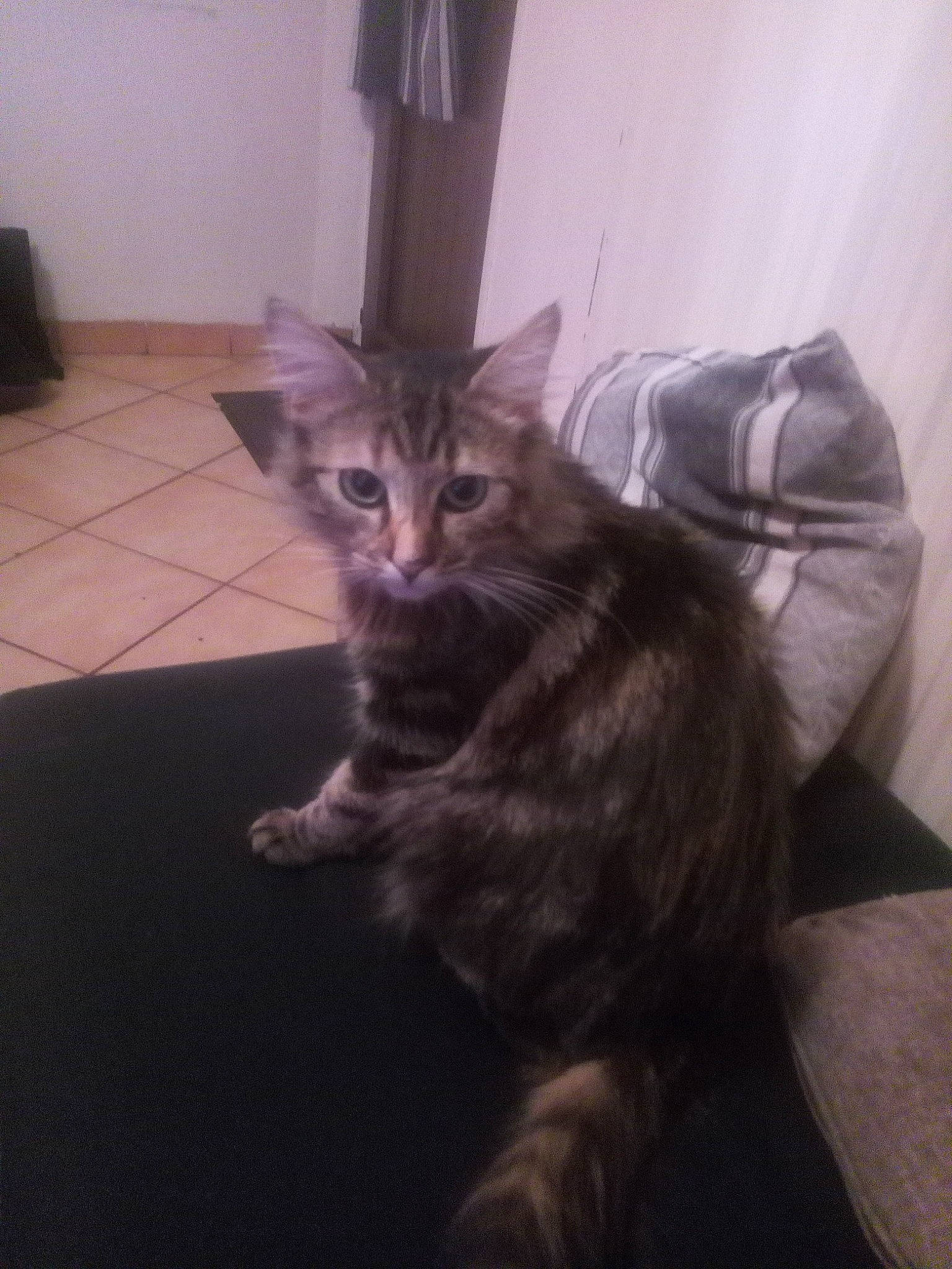 Pépita a rejoint le concours — aidez-le/la à gagner de superbes lots ! american_shorthair, asian, carnivore, cat, domestic_short_haired_cat, dragon_li, european_shorthair, felidae, kitten, maine_coon, mammal, norwegian_forest_cat, small_to_medium_sized_cats, tabby_cat, tail, vertebrate, whiskers