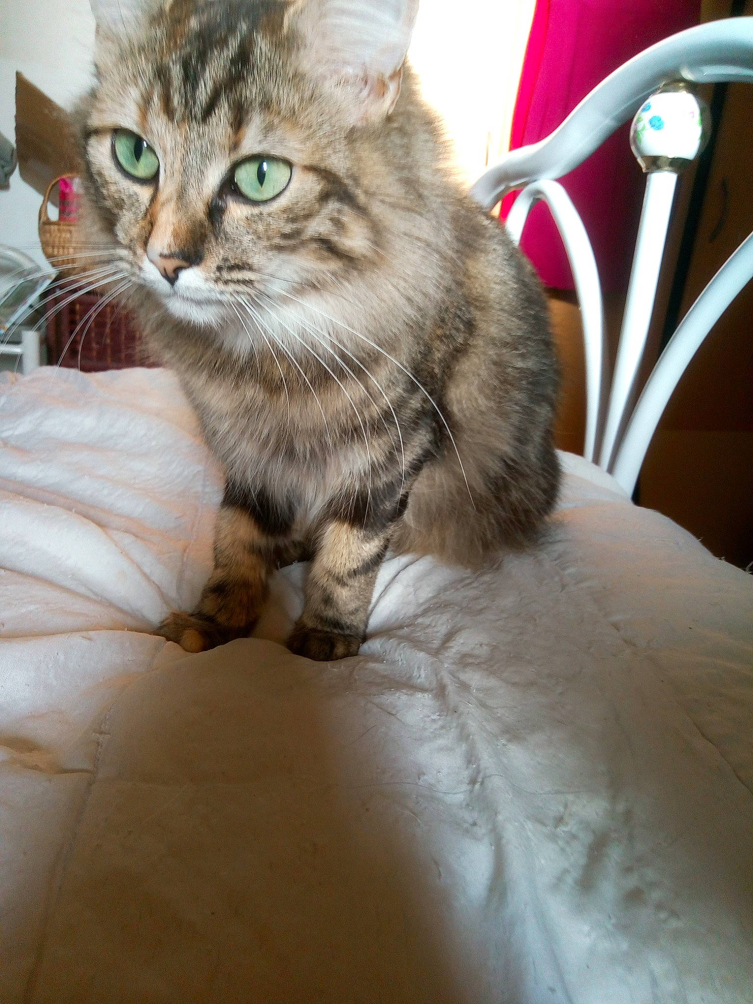 Pépita a rejoint le concours — aidez-le/la à gagner de superbes lots ! american_curl, american_shorthair, asian, asian_semi_longhair, british_semi_longhair, carnivore, cat, domestic_long_haired_cat, domestic_short_haired_cat, dragon_li, european_shorthair, felidae, mammal, norwegian_forest_cat, pixie_bob, siberian, small_to_medium_sized_cats, tabby_cat, vertebrate, whiskers