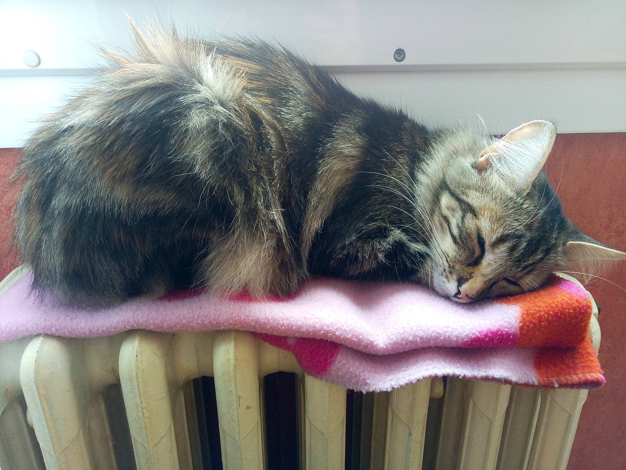 Pépita participe au concours pour gagner de l'argent avec cette photo : aegean_cat, asian, carnivore, cat, cat_bed, domestic_short_haired_cat, dragon_li, european_shorthair, fawn, felidae, fur, kitten, nap, polydactyl_cat, small_to_medium_sized_cats, tabby_cat, tail, whiskers