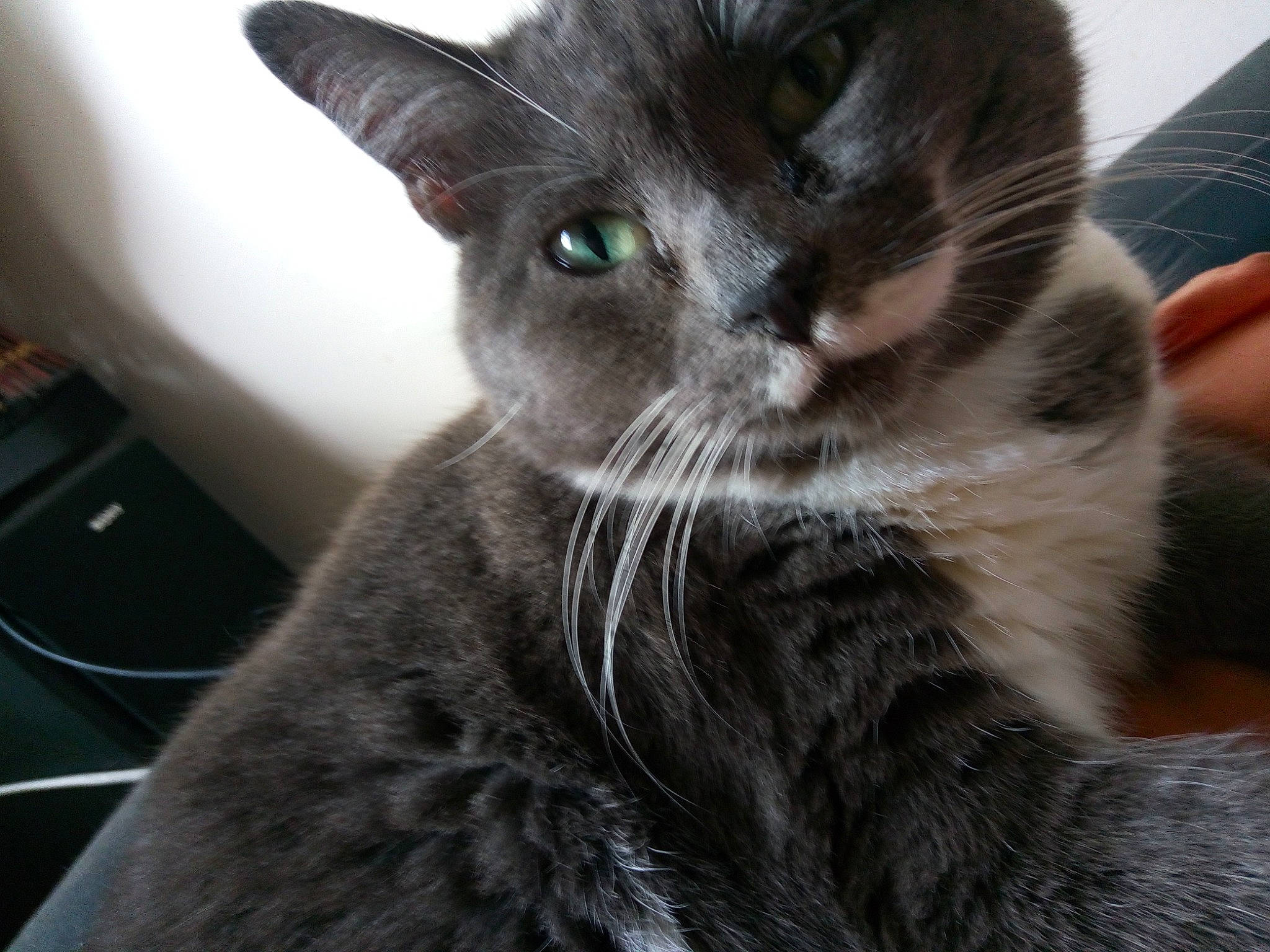 Kaline a rejoint le concours — aidez-le/la à gagner de superbes lots ! asian, black_cat, carnivore, cat, domestic_short_haired_cat, ear, european_shorthair, felidae, kitten, korat, mammal, nebelung, russian_blue, small_to_medium_sized_cats, snout, whiskers