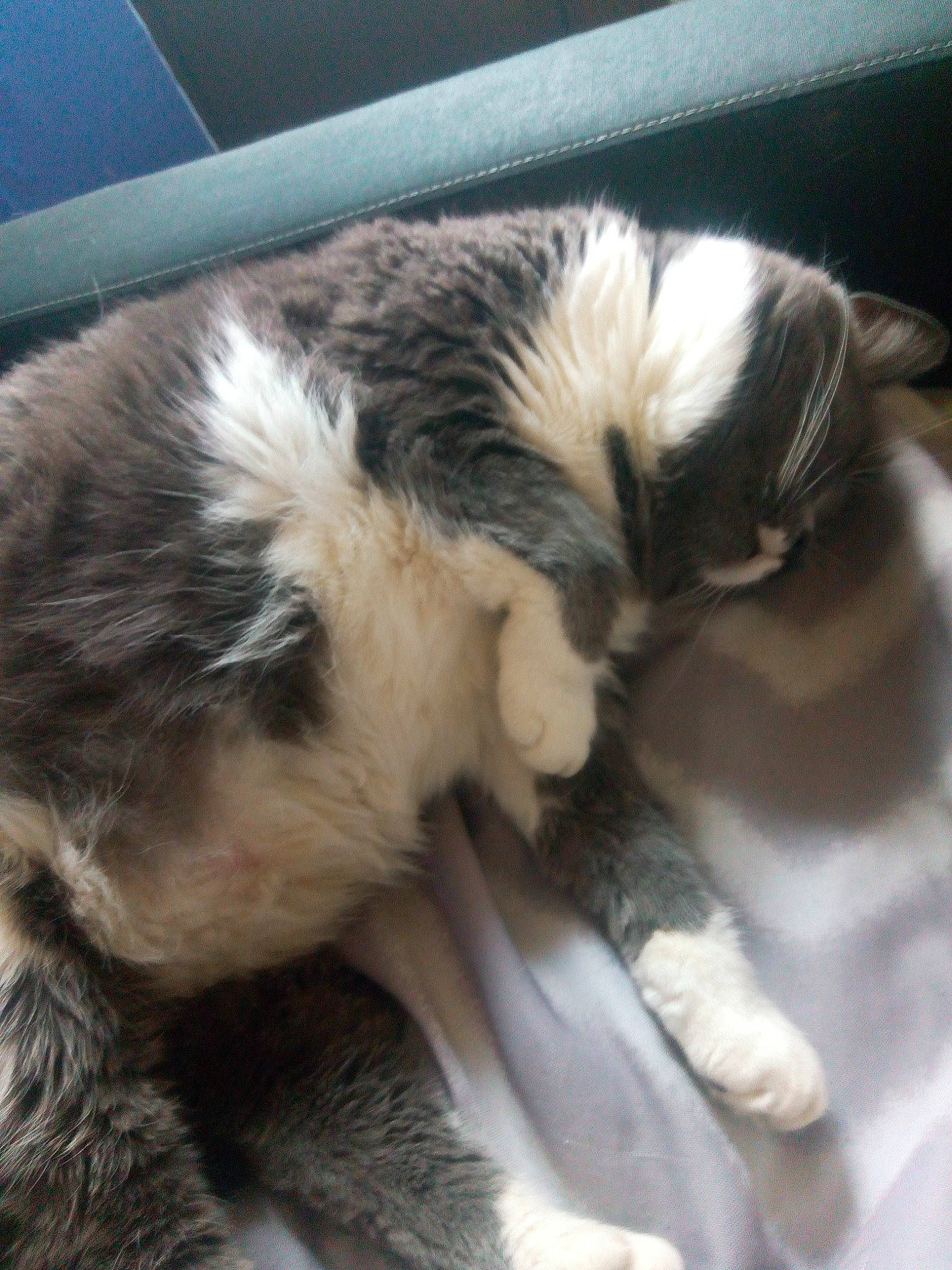 Kaline participe au concours pour gagner de l'argent avec cette photo : canidae, carnivore, cat, dog, dog_breed, felidae, sporting_group, tail