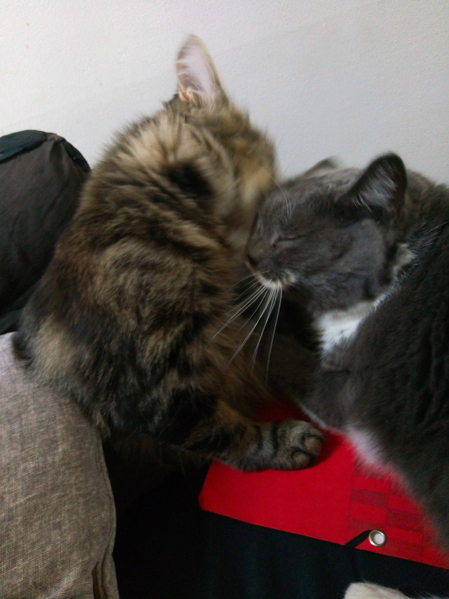 Kaline a rejoint le concours — aidez-le/la à gagner de superbes lots ! asian, carnivore, cat, domestic_short_haired_cat, dragon_li, ear, european_shorthair, felidae, fur, kitten, nebelung, norwegian_forest_cat, polydactyl_cat, small_to_medium_sized_cats, tabby_cat, tail, whiskers